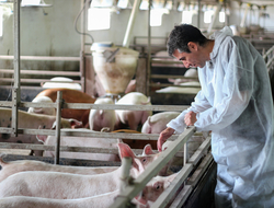 Pigs Pigs