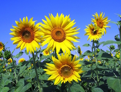 sunflowers sunflowers