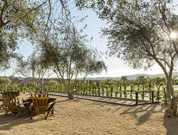 Allegretto Vineyard Resort vineyard - editorial only Allegretto Vineyard Resort vineyard