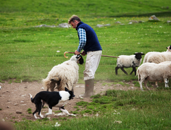 Scotland sheepdog herding Scotland sheepdog herding