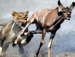 Lion taking down buck Can Walmart Take Amazon?