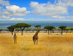 Masai Mara Giraffes Kenya Getty Giraffes strolling on the open savannah in the masai mara -Kenya with a blue cloudy sky and mountain background