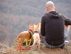 Pet Travel Editorial From Print Pet Travel